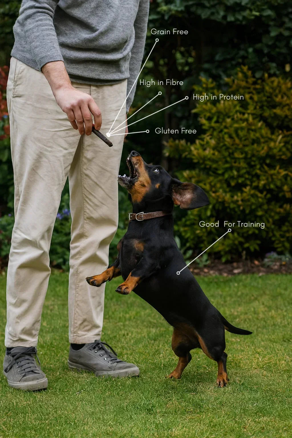 Person using House Of PDB chicken meaty sticks to train dachshund dog outdoors; treats are grain free, gluten free, high in fibre and protein.