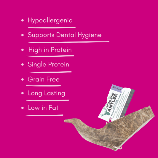Natural medium sized fallow antler dog chew with text highlighting features on a pink background