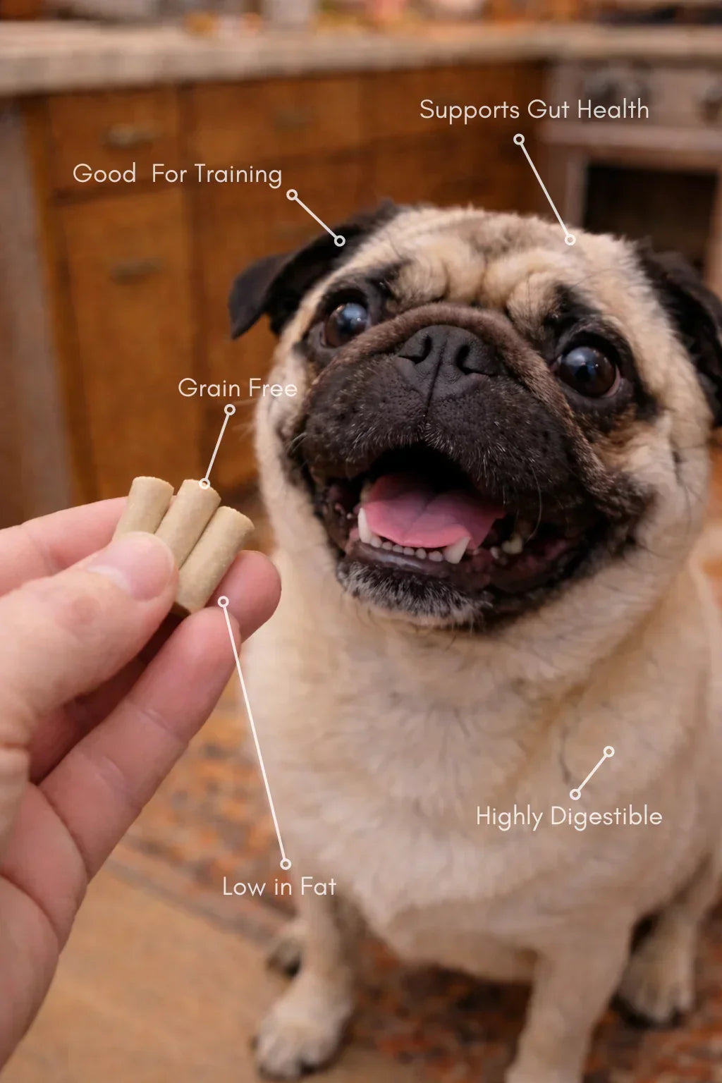 Happy pug dog looking at grain free goat's milk dog treats, labeled as low fat, highly digestible, supports gut health from House Of PDB.