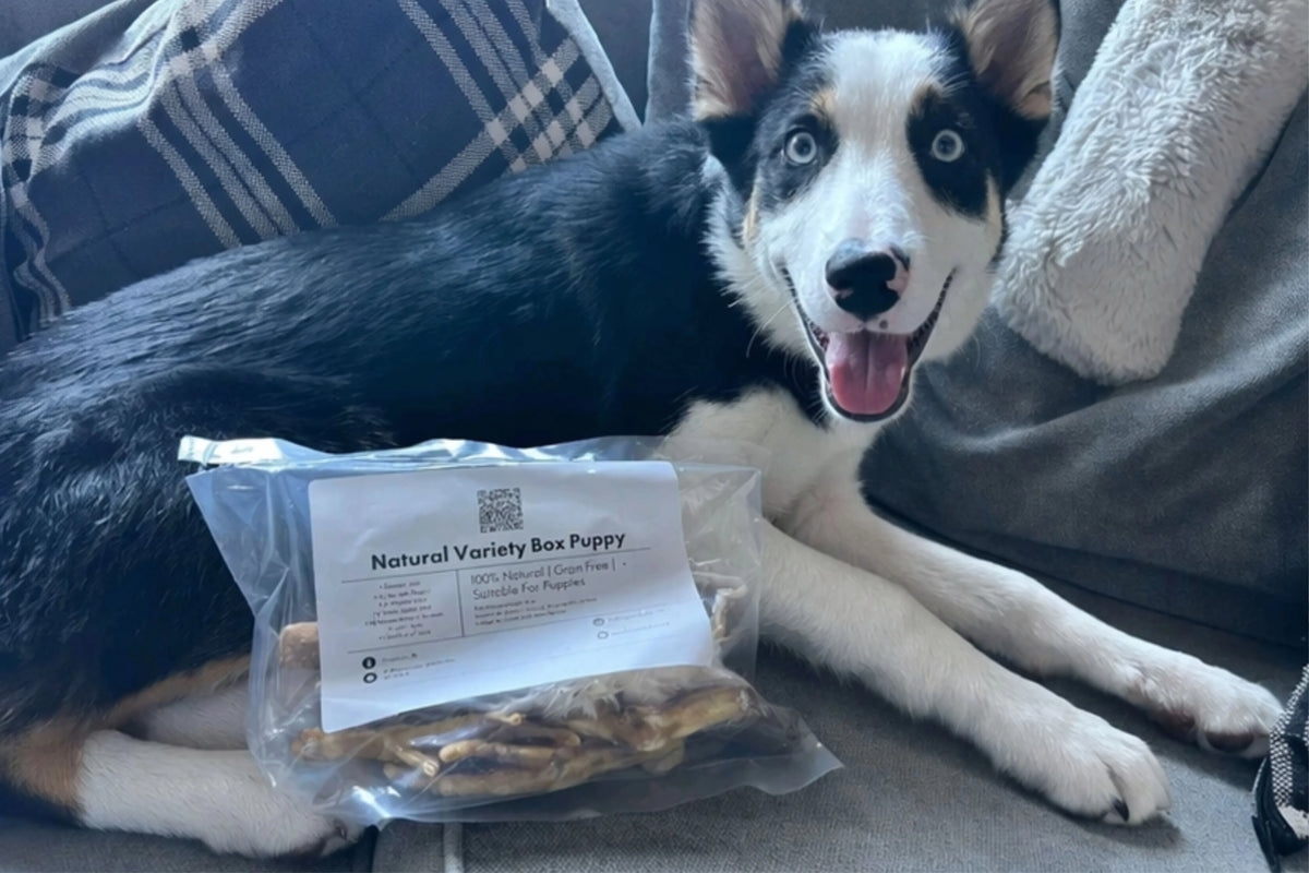 Natural Variety Box Puppy - House Of PDB