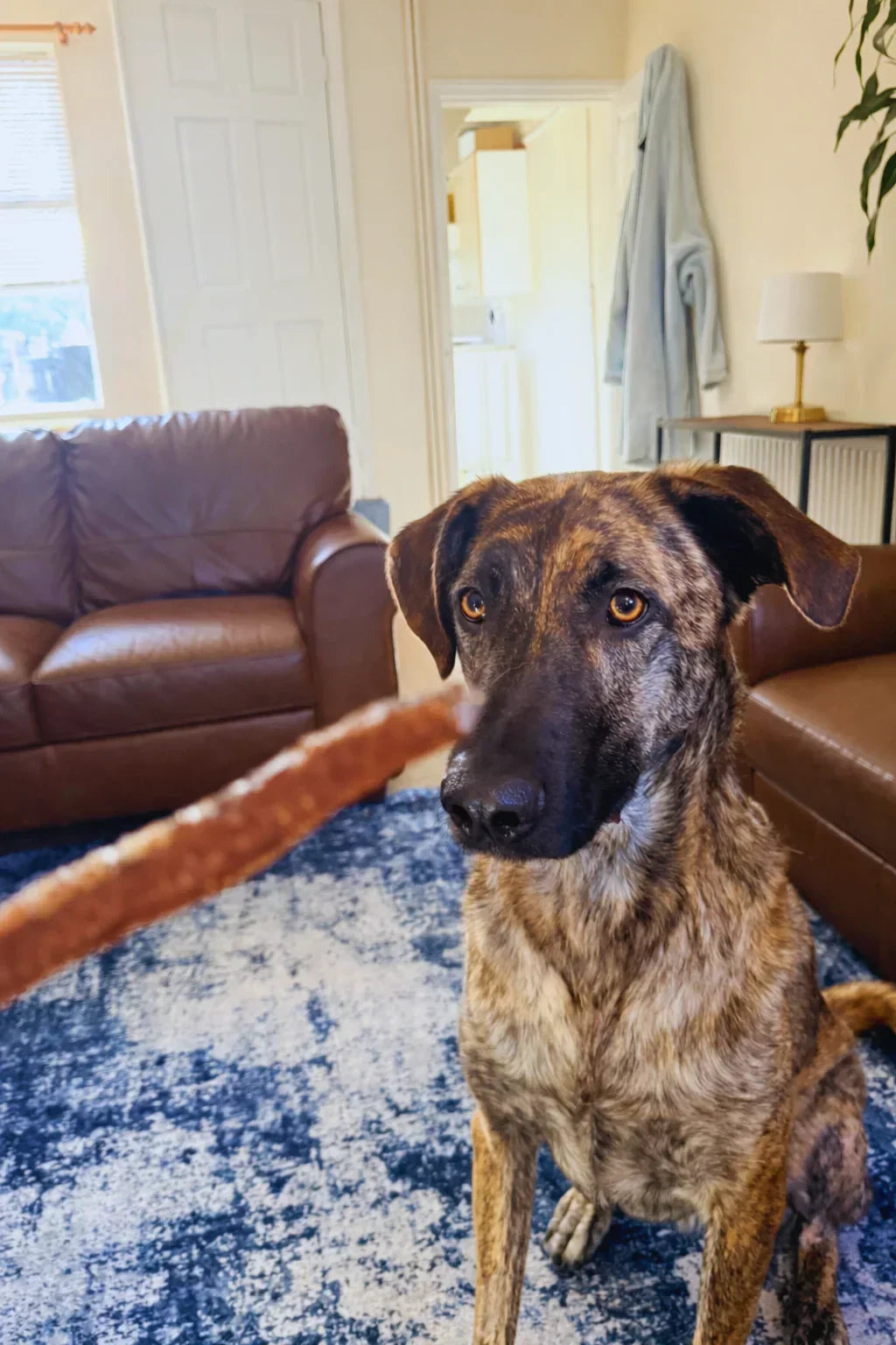 Brindle dog focused on a natural dog treat stick in a cozy living room with brown sofas