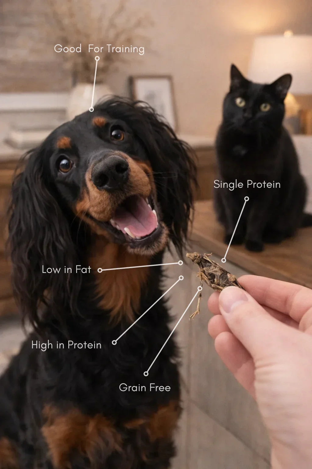 Dog and cat with natural whole quail treat, labeled benefits: high protein, single protein, grain free, low fat.