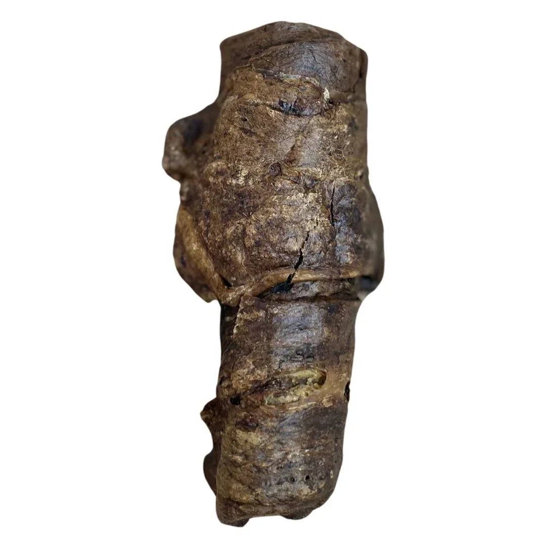 Wrapped Buffalo Trachea - House Of PDB