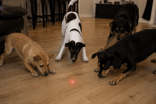 Laser Pointers Are Bad for Dogs: The Hidden Dangers of Laser Pen Syndrome - House Of PDB
