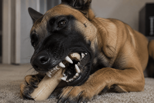 Best Natural Dog Chews for Aggressive Chewers (Without Damaging Their Teeth) - House Of PDB
