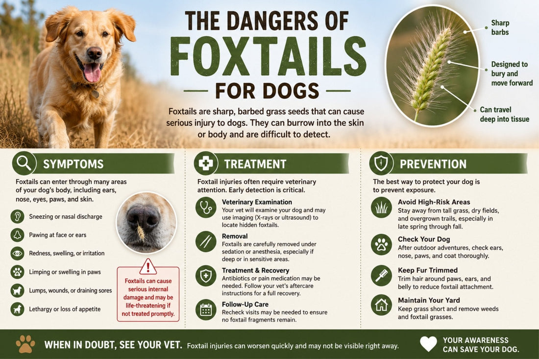 The Dangers of Foxtails for Dogs: Symptoms, Treatment & Prevention - House Of PDB