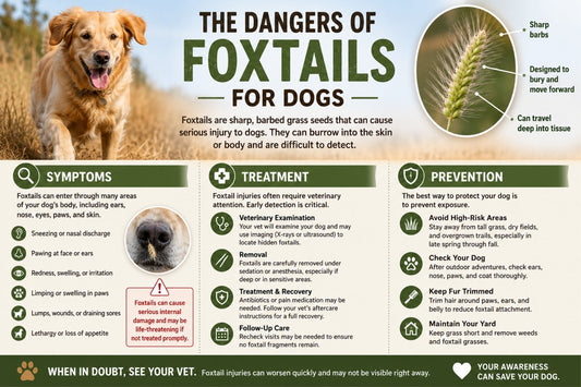 The Dangers of Foxtails for Dogs: Symptoms, Treatment & Prevention - House Of PDB
