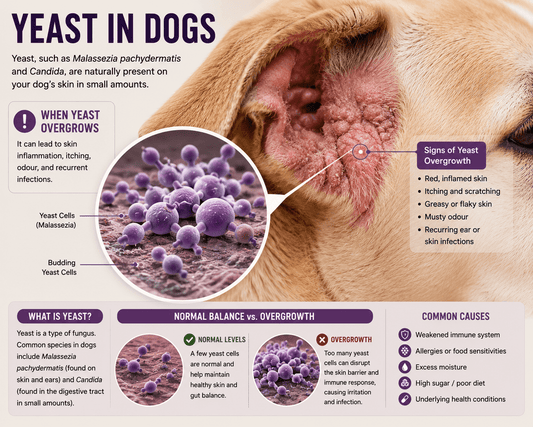 Yeast Infections in Dogs: What to Know - House Of PDB