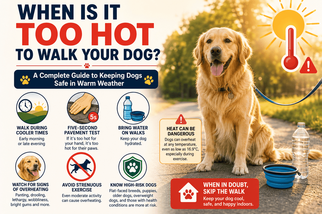 When Is It Too Hot to Walk Your Dog? A Complete Guide to Keeping Dogs Safe in Warm Weather - House Of PDB