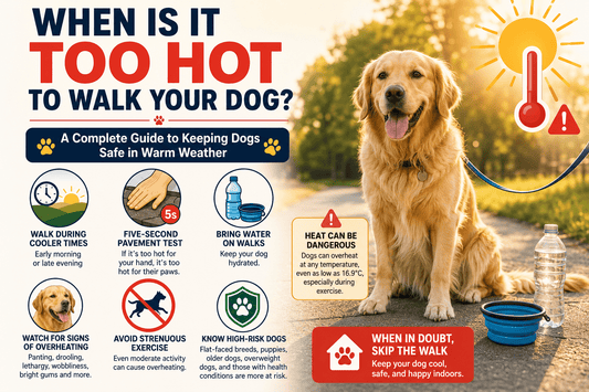 When Is It Too Hot to Walk Your Dog? A Complete Guide to Keeping Dogs Safe in Warm Weather - House Of PDB