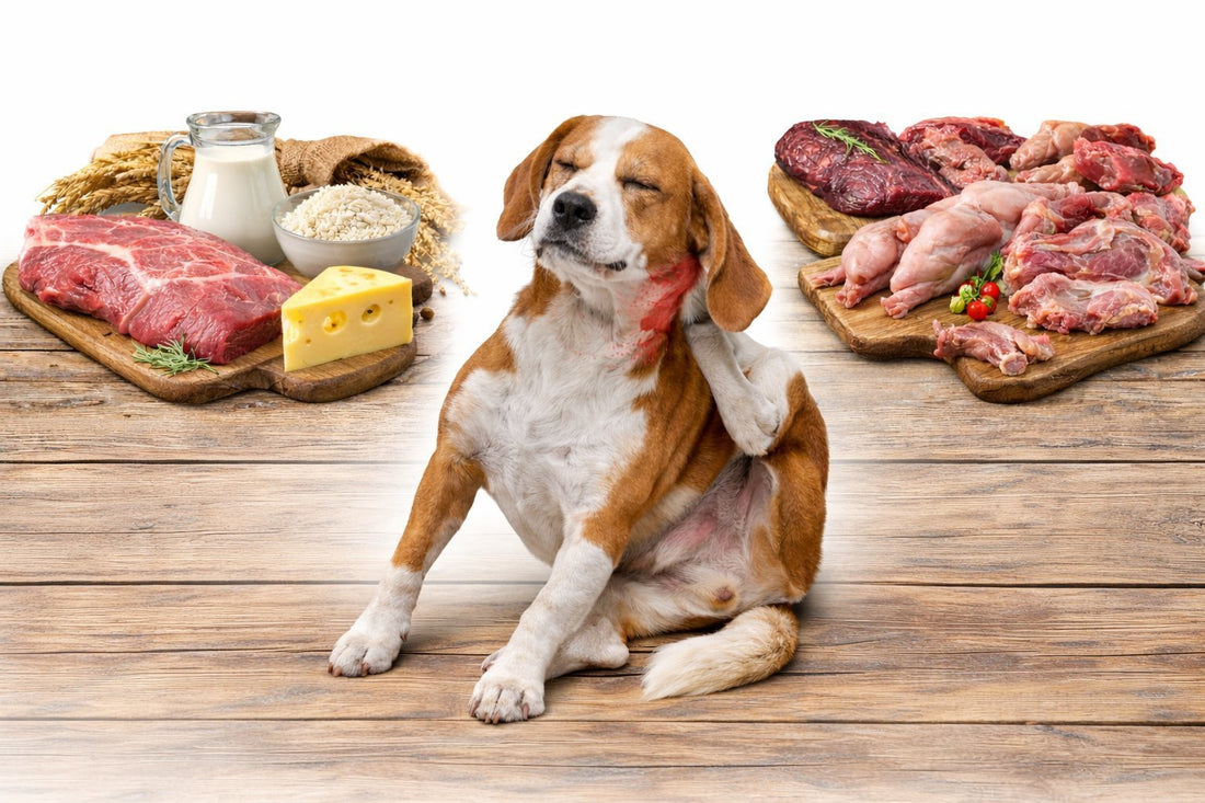 Common Food Allergens in Dogs: Symptoms, Diagnosis & Best Diet Solutions - House Of PDB