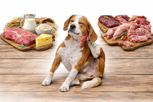 Common Food Allergens in Dogs: Symptoms, Diagnosis & Best Diet Solutions - House Of PDB