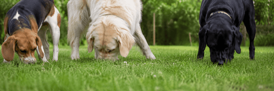 Why Do Dogs Eat Grass? The Science, Myths, and What Pet Owners Need to Know - House Of PDB