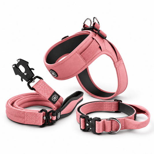 BullyBillows Mini Combat Walking Bundle – Collar, Harness and Lead Set (79.99) - House Of PDB