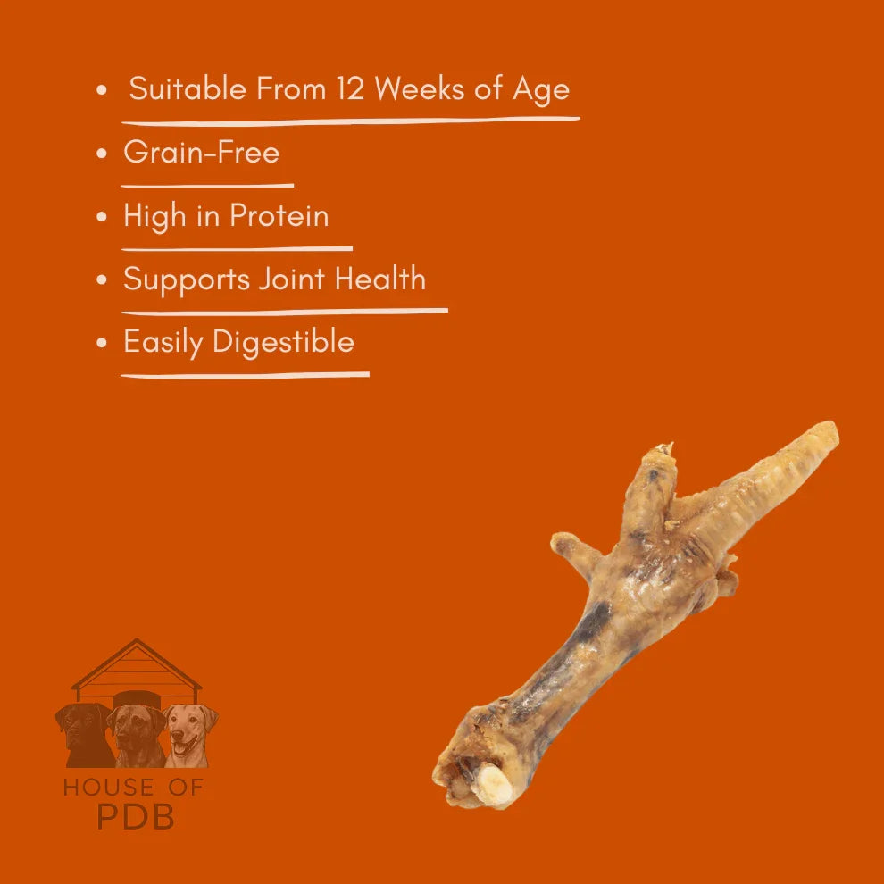 Single dried chicken foot dog treat on orange background with health benefits listed