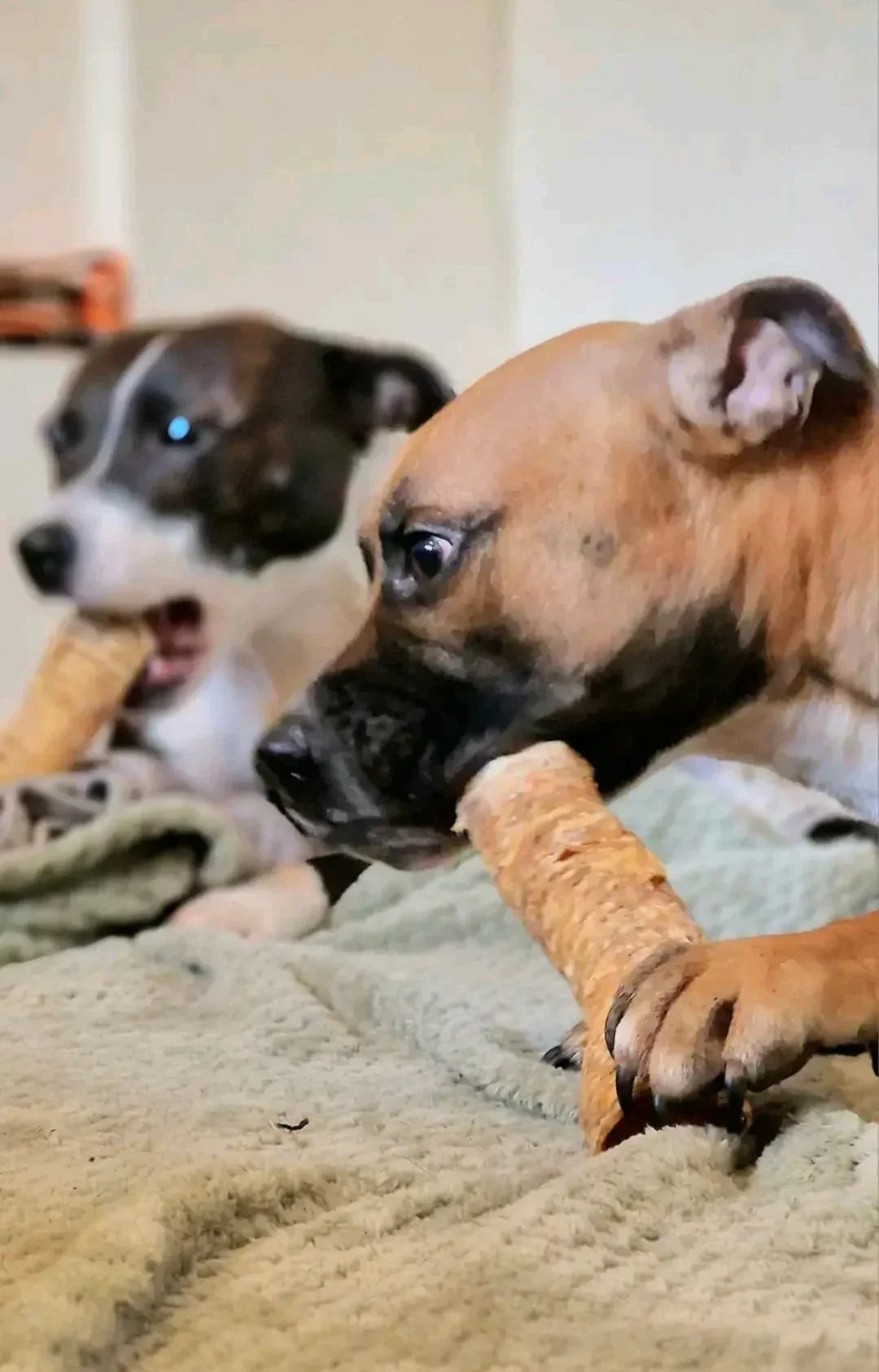Beef Trachea - HOUSE OF PDB