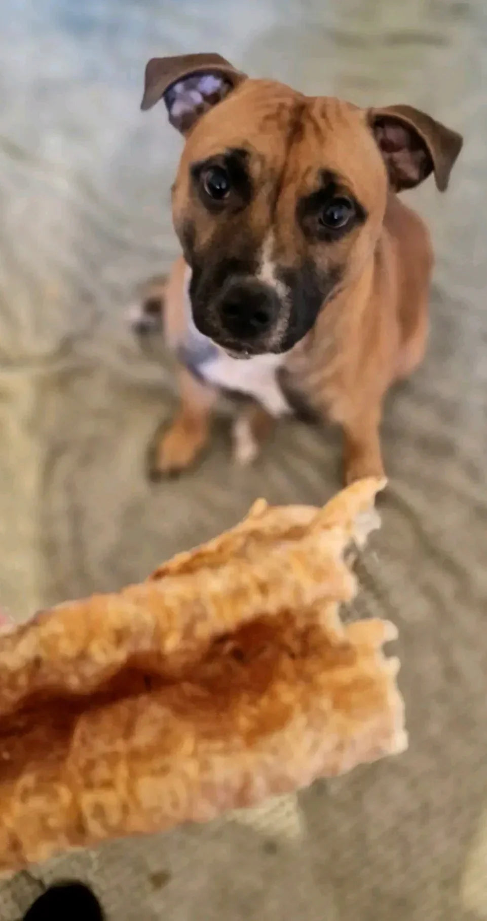 Beef Trachea - HOUSE OF PDB