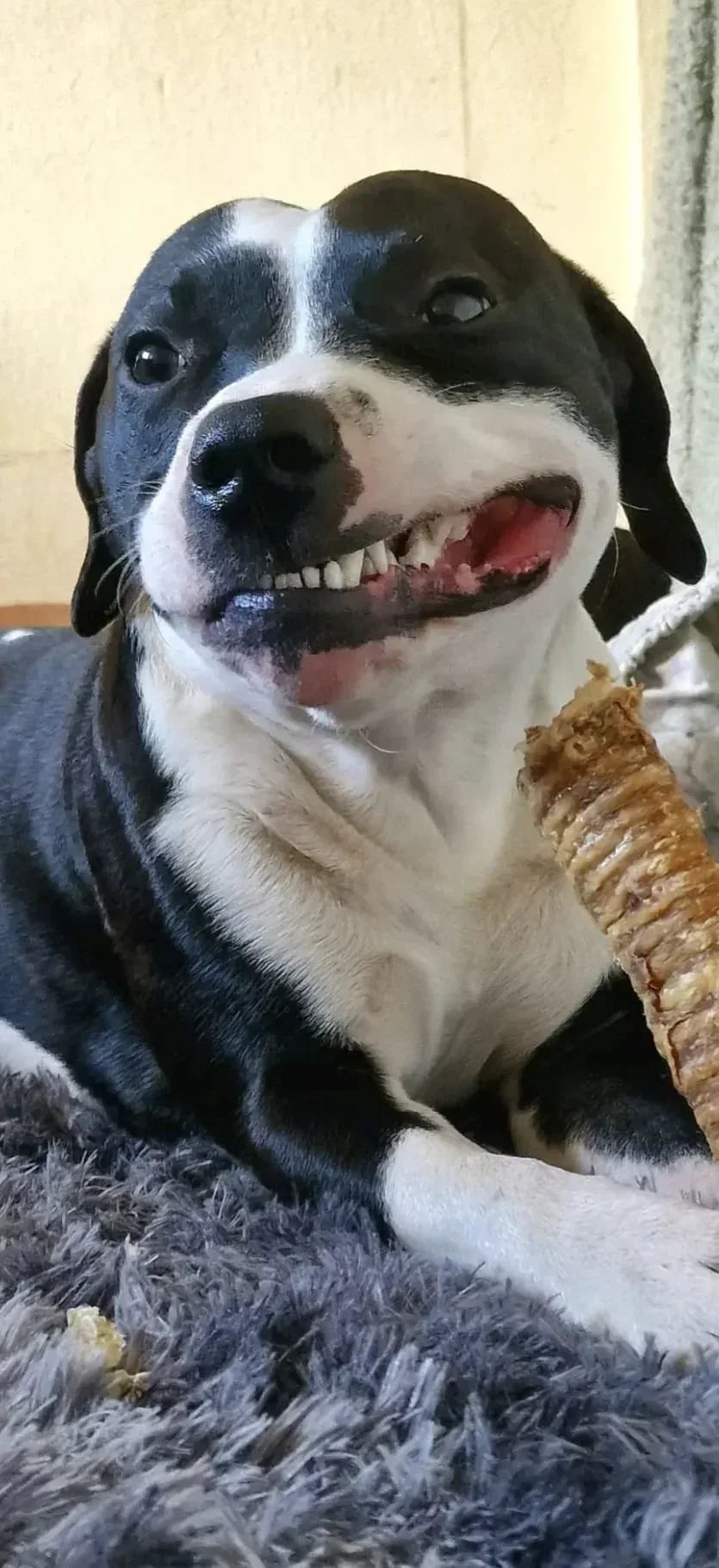 Beef Trachea - HOUSE OF PDB