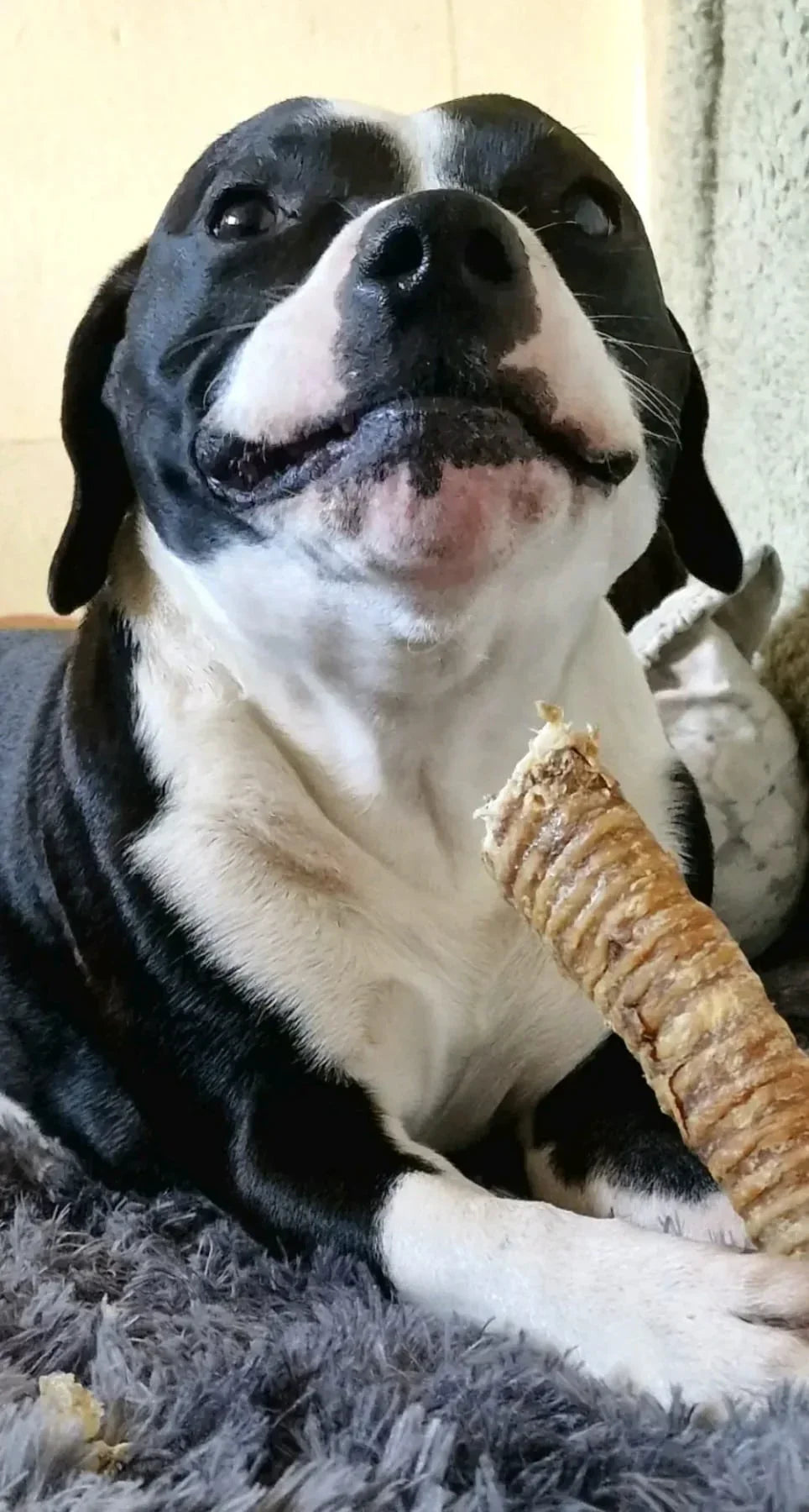 Beef Trachea - HOUSE OF PDB