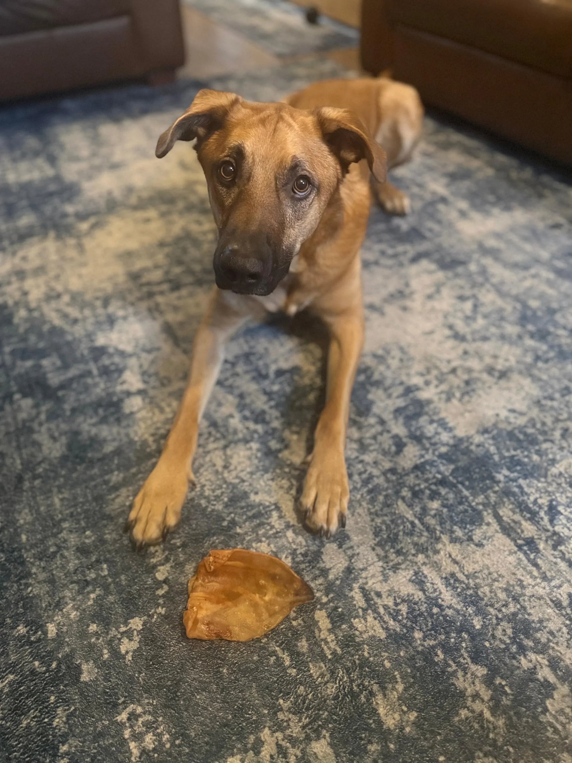 Pigs Ear - HOUSE OF PDB