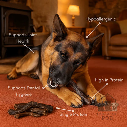 German Shepherd dog chewing hypoallergenic single protein duck neck chew on carpet indoors