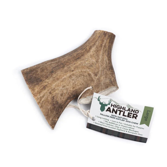Large natural fallow deer antler dog chew with Highland Antler branded tag on white background
