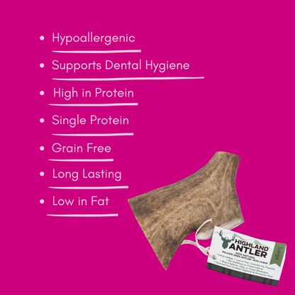 Natural large Highland fallow Antler dog chew product with features listed on a pink background