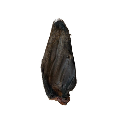 Natural hairy buffalo ears dog chew treat on a white background 