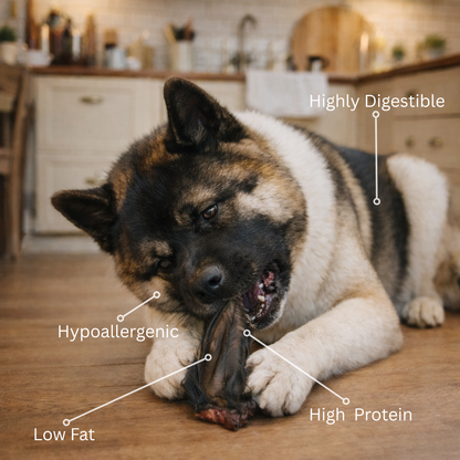 Dog chewing on a natural hairy buffalo ear dog chew  with nutritional labels in a kitchen setting