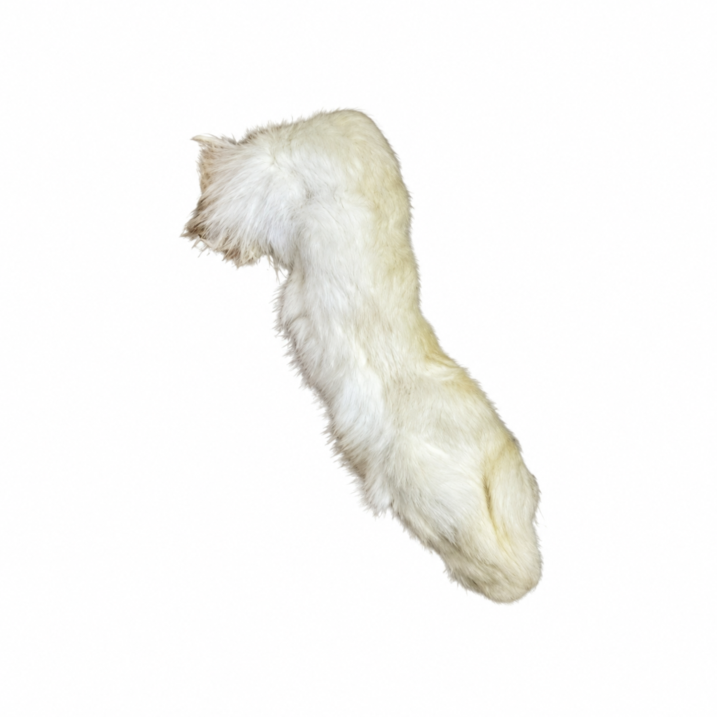 A hairy rabbits foot shown against a plain white background.