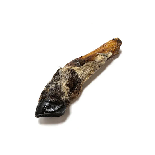 Natural hairy lamb foot dog treat on white background, 100% natural pet chew