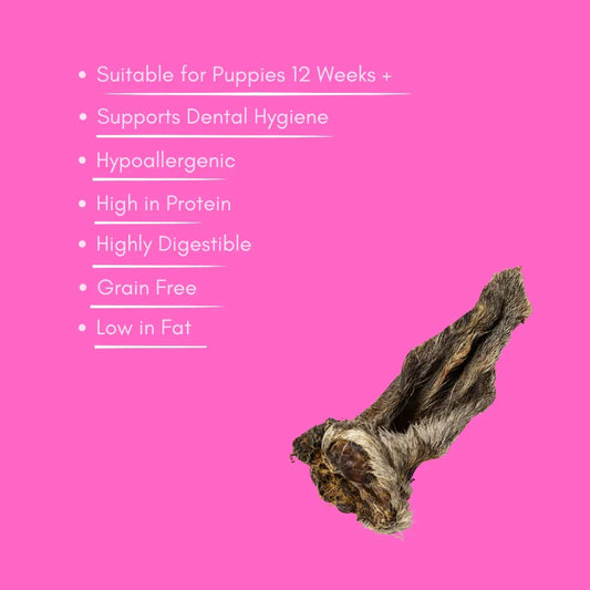 Hairy Lamb Ears - HOUSE OF PDB