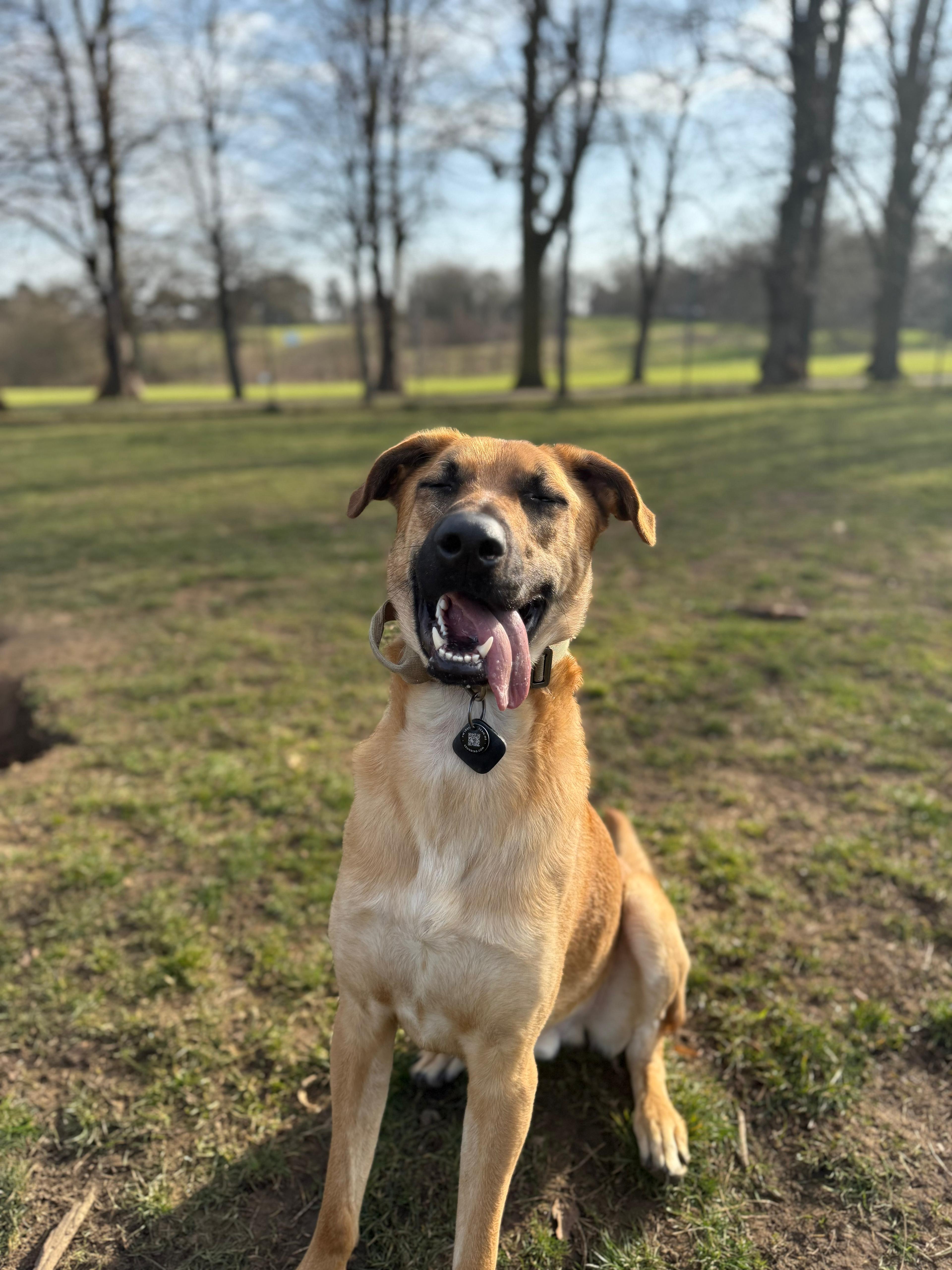 Dog sitting on a grassy field with trees in the background