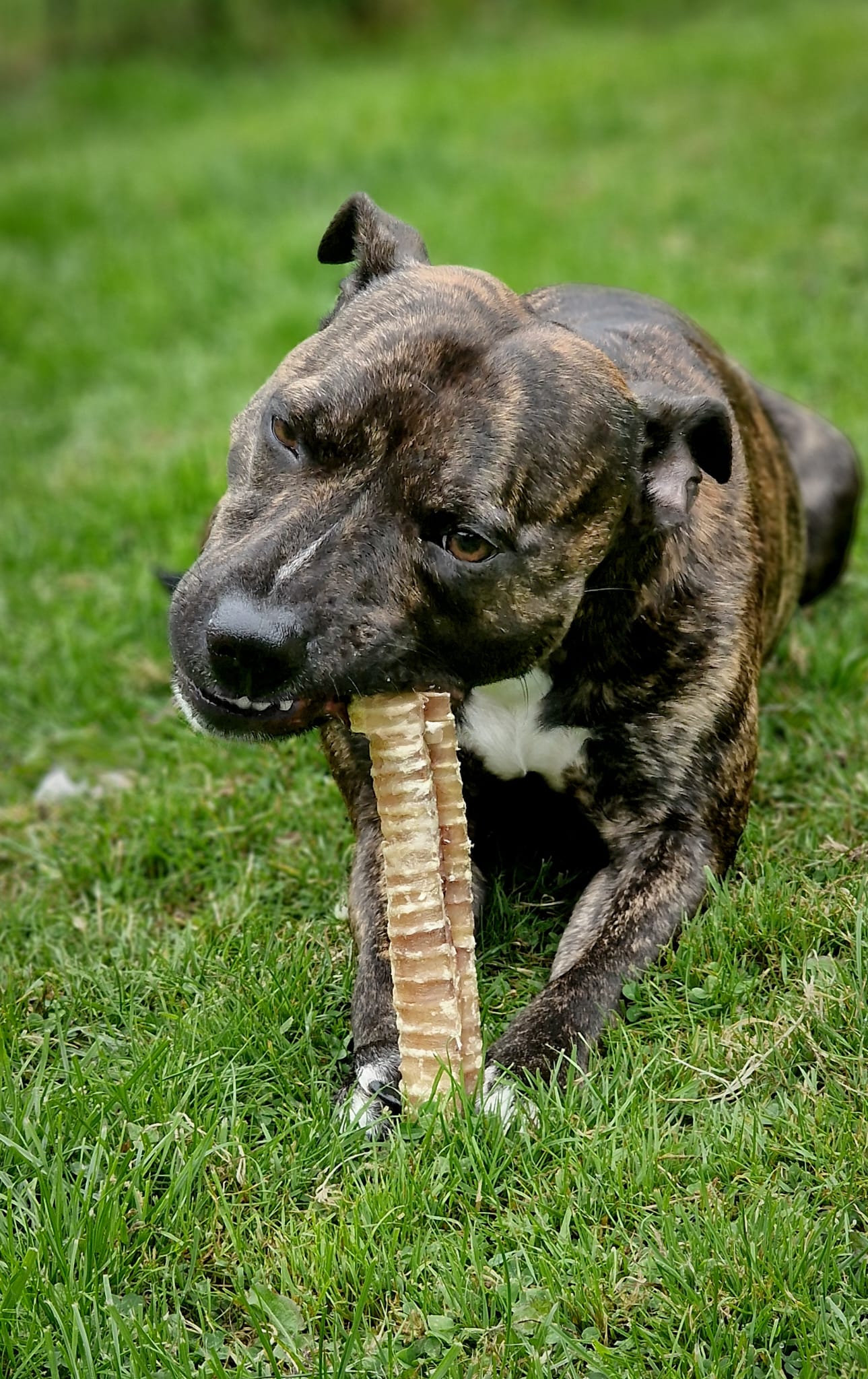 Beef Trachea (Mixed Sizes 24-40cm) - House Of PDB