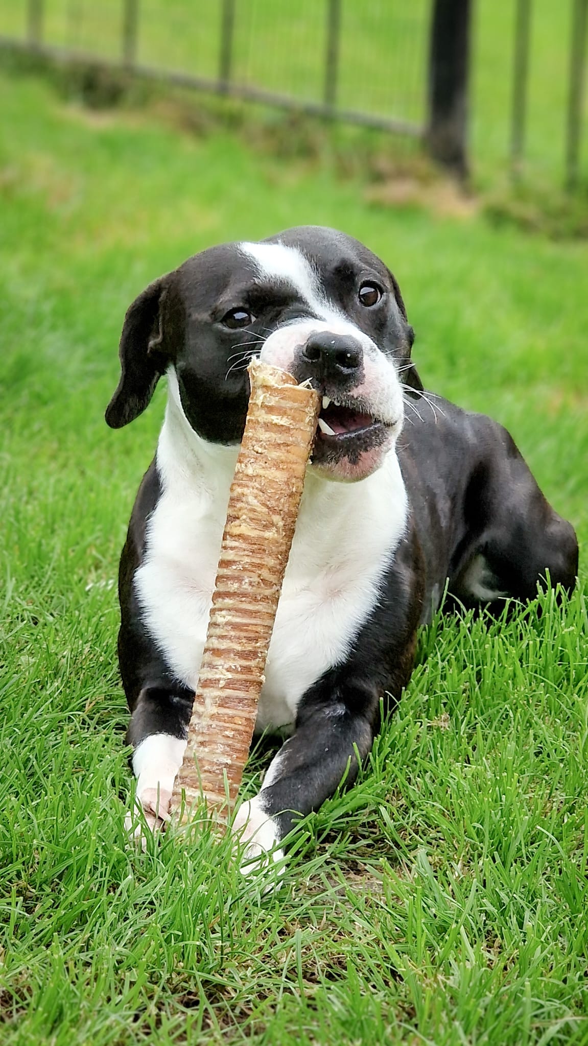 Beef Trachea (Mixed Sizes 24-40cm) - House Of PDB