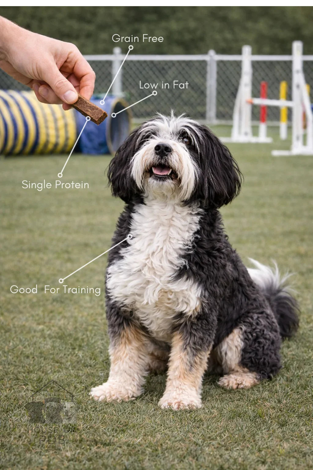 Dog sitting on grass with a treat held by a hand, labeled with health benefits.