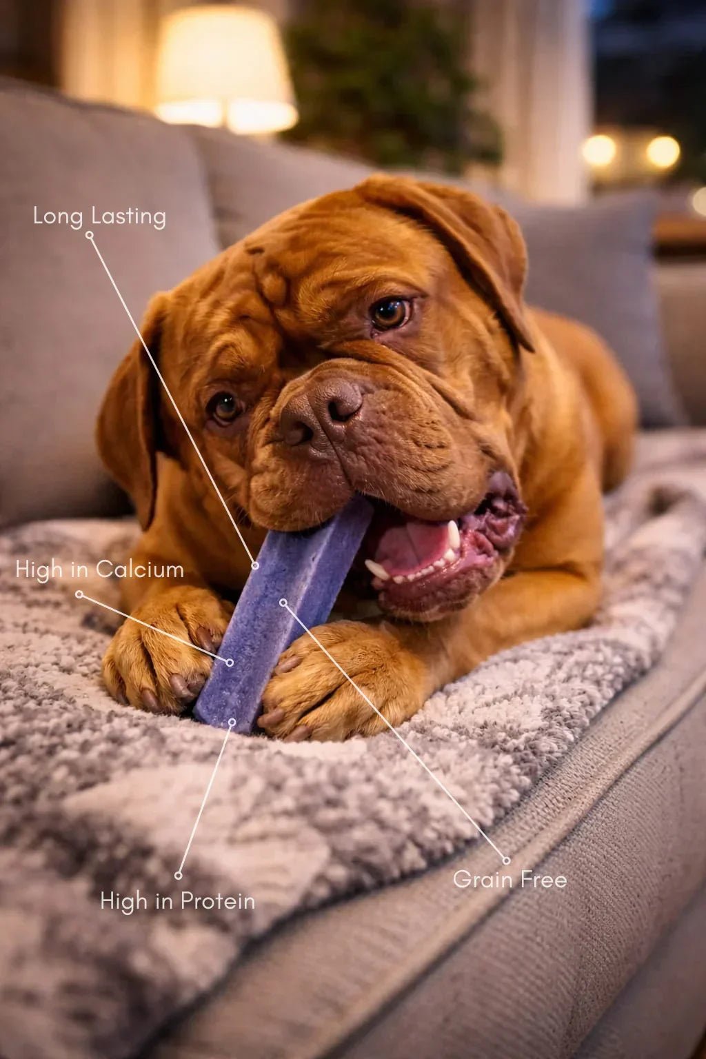 Dog chewing a large blueberry yak chew on a sofa, labeled long lasting, high protein, calcium, grain free.