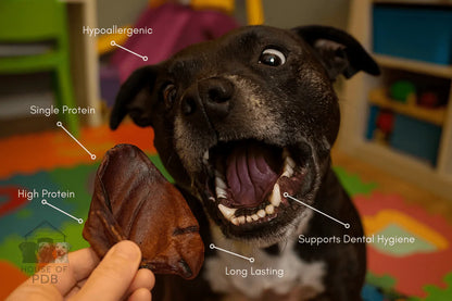 Black dog excited about natural pig ear chew treat, hypoallergenic and high protein