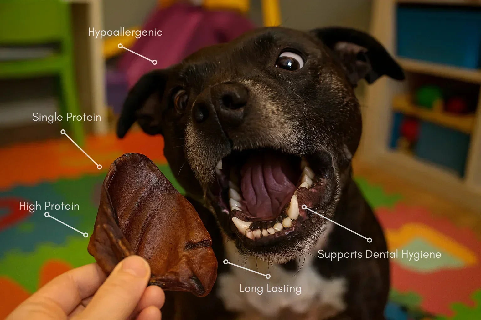 Excited dog indoors sniffing a natural pig ear dog treat with health benefits labeled.