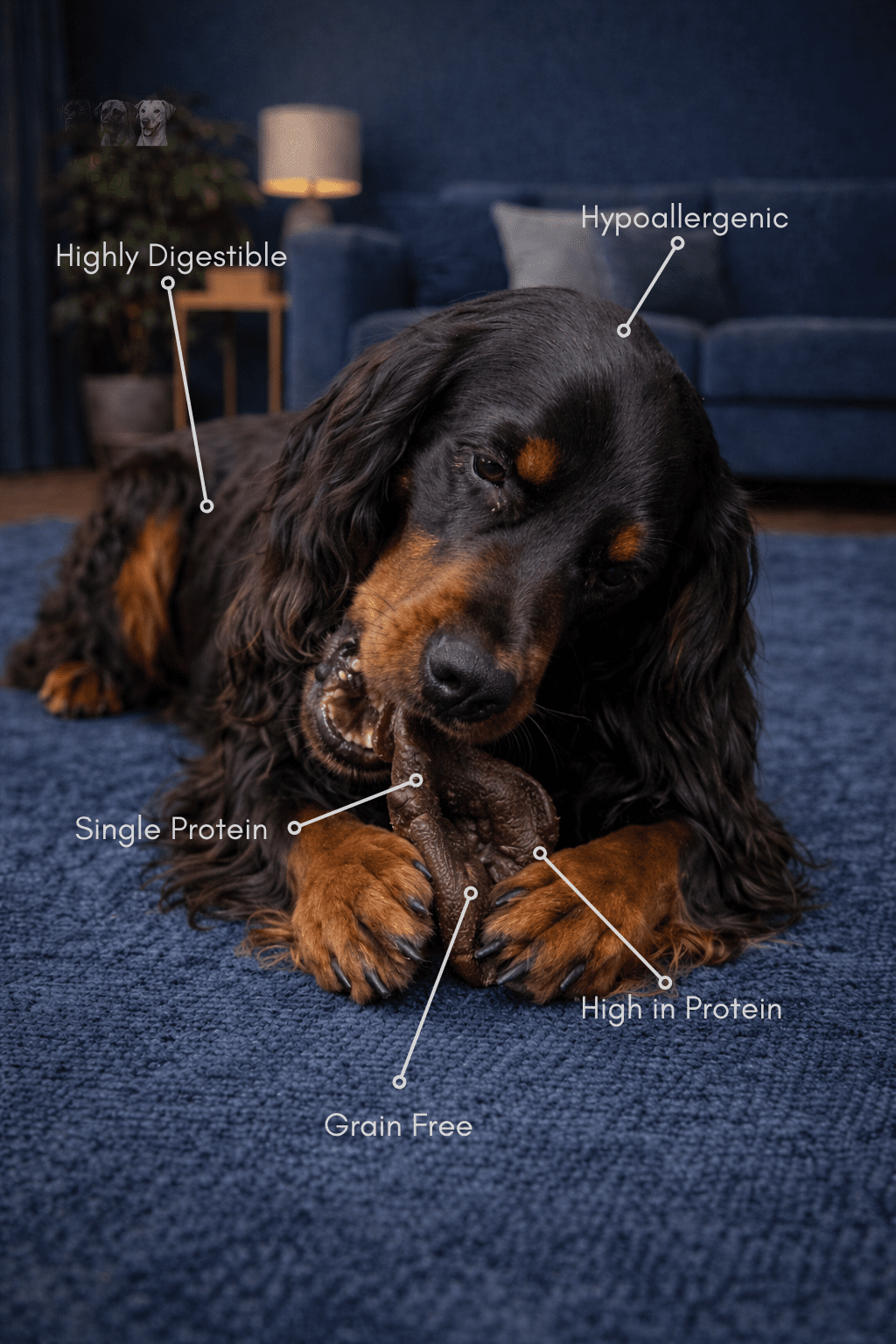 Pig Snouts - House Of PDB