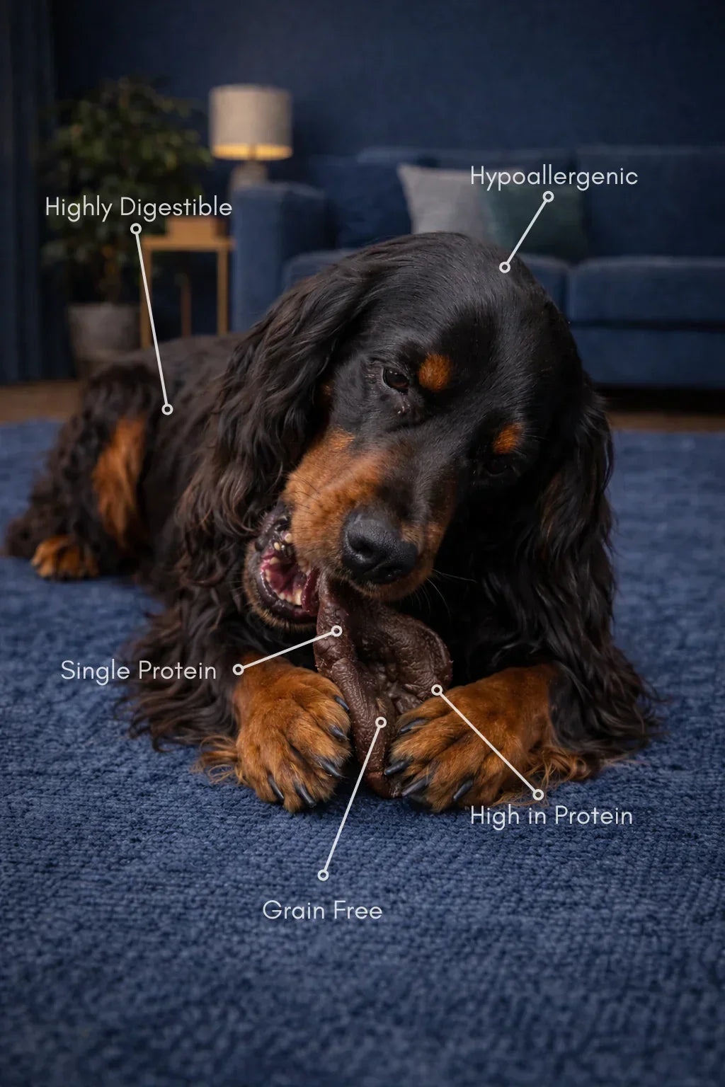 Pig Snouts - House Of PDB