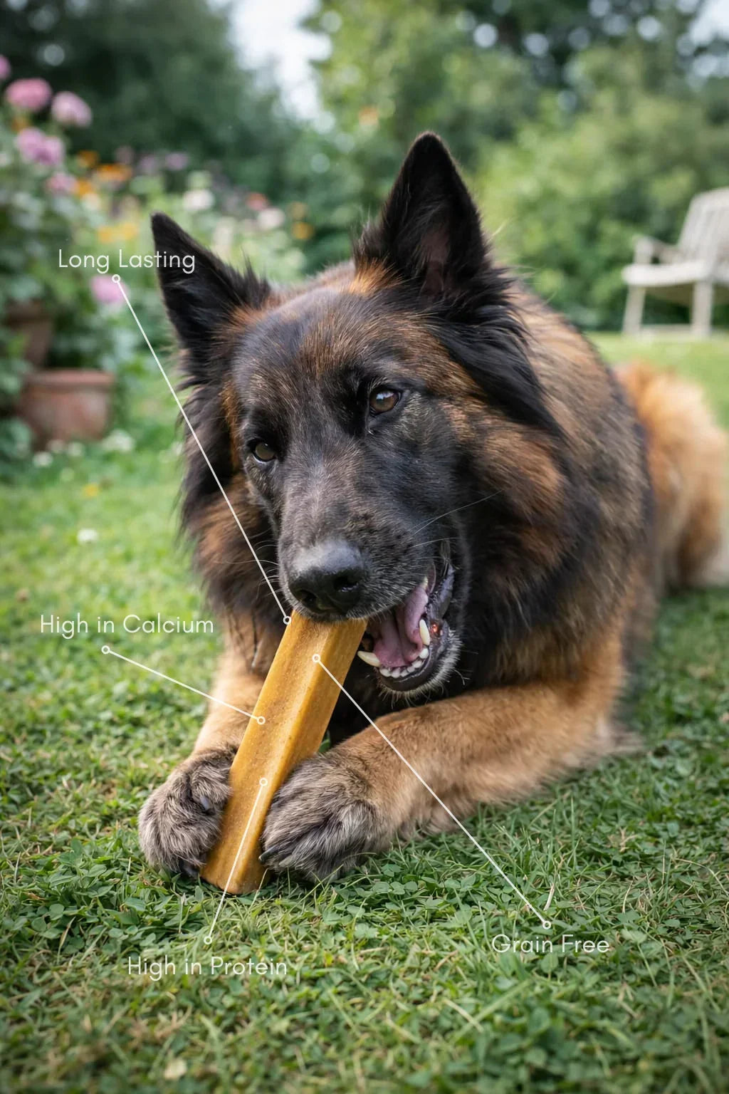 German Shepherd chewing natural dog treat yak stick in garden, labeled long lasting, high in protein, high in calcium, grain free, from House Of PDB