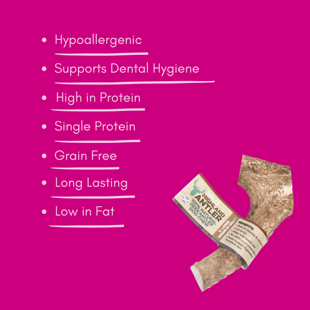 Natural extra large split antler dog chew treat with benefits listed on a pink background