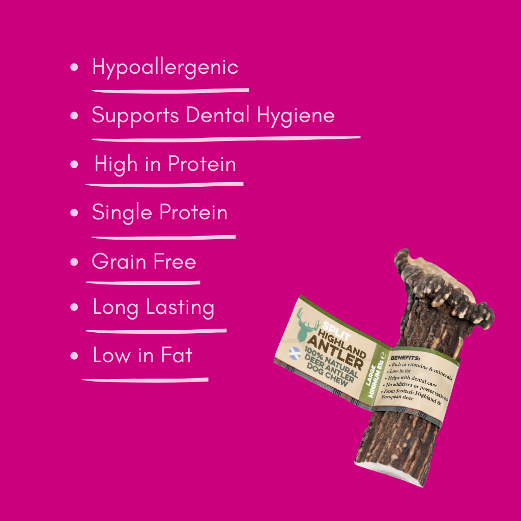 Natural large split antler dog chew with label on a pink background and listed benefits.