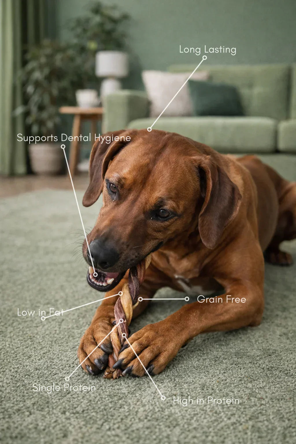 Brown dog chewing natural twisted dog treat on green carpet, benefits tagged: high protein, grain free, dental health.