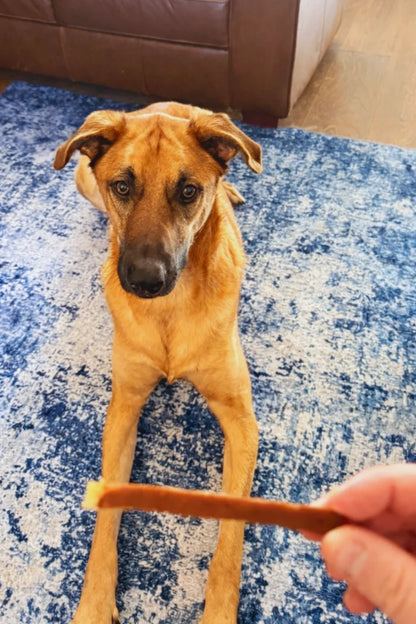 Dog on a blue and white rug with a treat held out by a hand