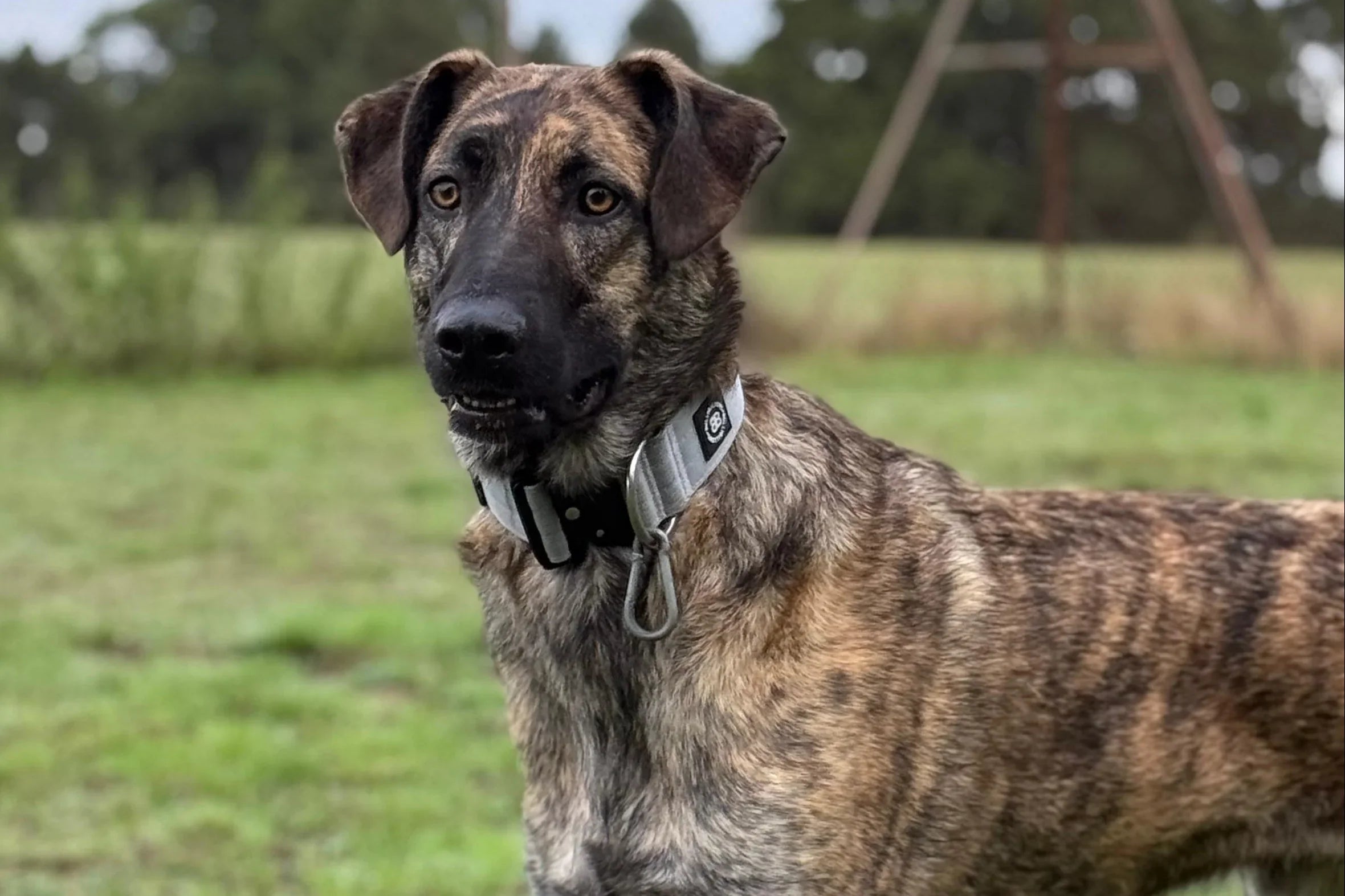 Brindle dog wearing a collar in an outdoor setting with green grass and trees.