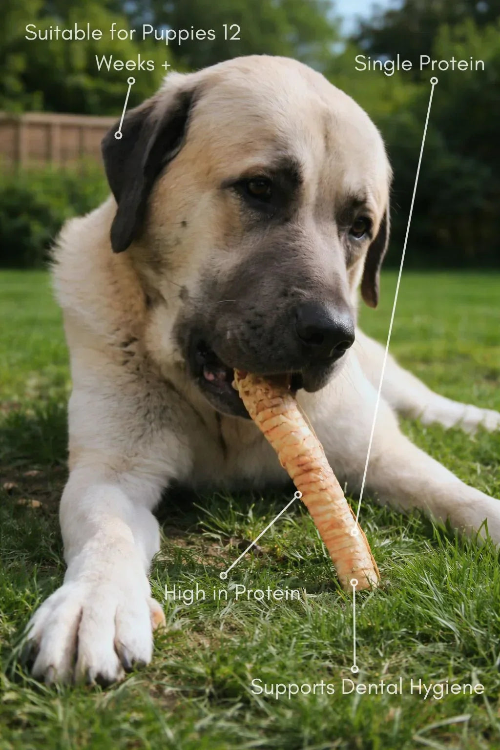 Beef Trachea - HOUSE OF PDB