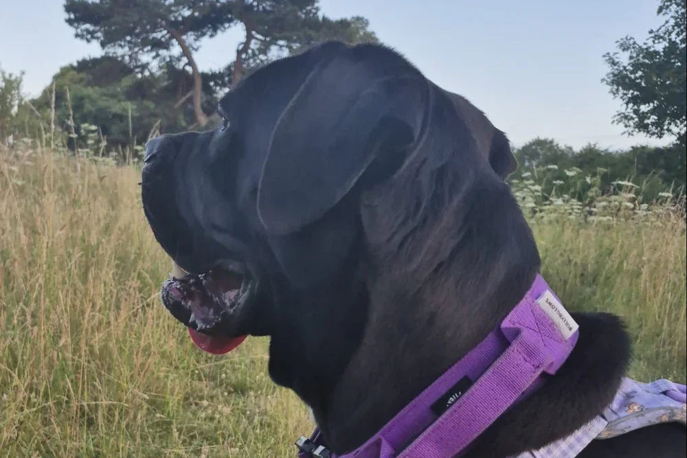 Black cane corso dog with a purple collar in a grassy field