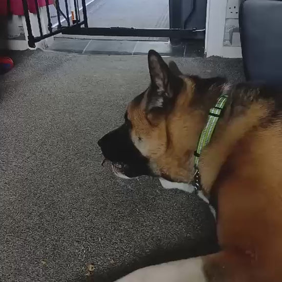 american akita eating a lamb testicle natural treat